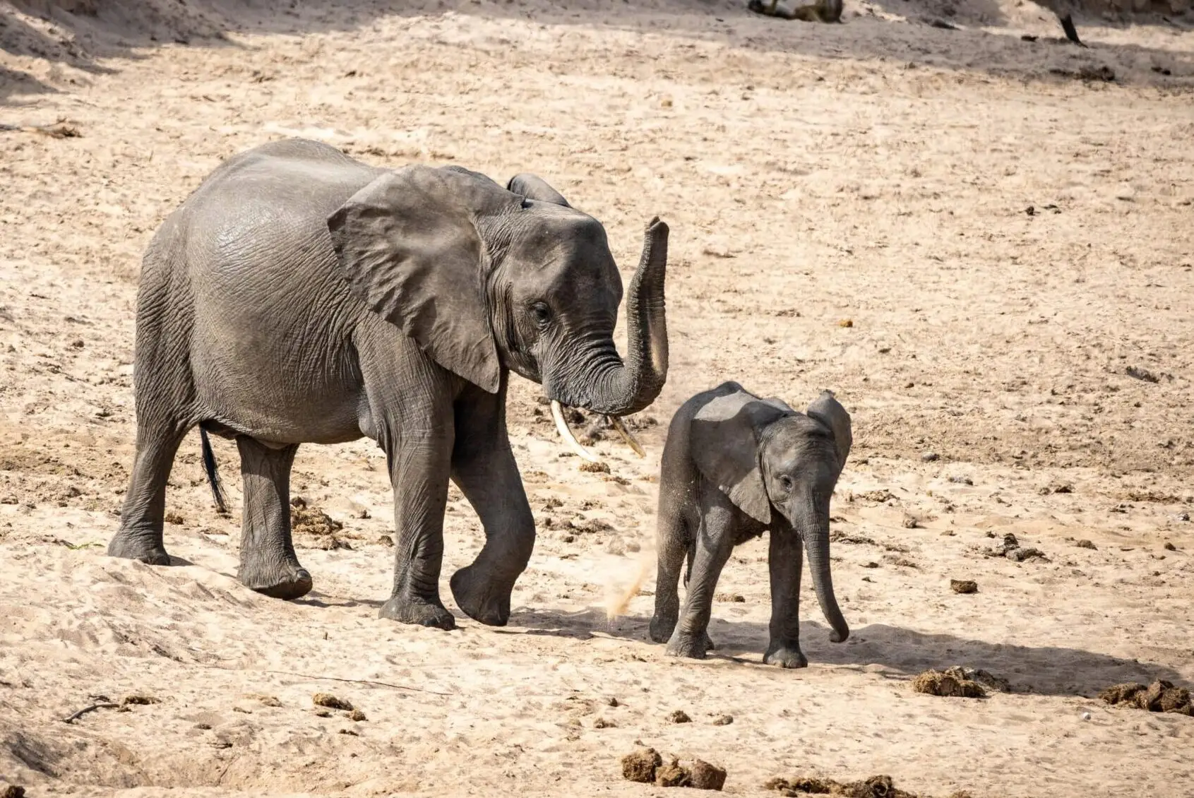 Safari in Nyerere National Park